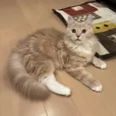 サイベリアン