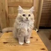 サイベリアン