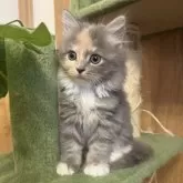 サイベリアン