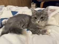 サイベリアン【京都府・女の子・2024年8月26日・ダイリュートキャリコ】の写真7