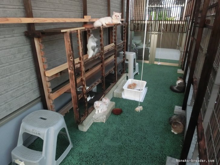 吉村　健児(よしむら　けんじ)ブリーダー(福岡県・ミヌエット・ACC/JCC（旧ACC）登録)の紹介写真5