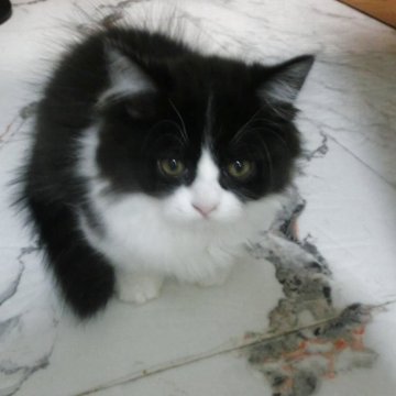 ミヌエット(短足)【福岡県・男の子・2025年8月1日・ブラック ハチワレ】の写真「短足のキティーちゃんタイプの男の子です。」