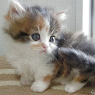 ミヌエット(短足)【福岡県・女の子・2025年4月25日・キャリコ】の写真「短足で。真ん丸の大きな目の美人タイプの女の子です。」