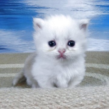 ミヌエット(短足)【福岡県・男の子・2025年9月2日・クリーム&ホワイト】の写真「短足で。眼がキョロっとしたかわいい男の子です。」