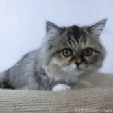 ミヌエット(短足)