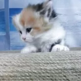 ミヌエット(短足)