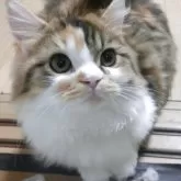 ミヌエット(短足)