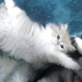 ミヌエット(長足)