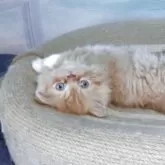 ミヌエット(短足)