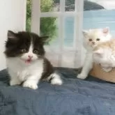 ミヌエット(短足)【福岡県・男の子・2025年8月1日・ブラック ハチワレ】の写真6