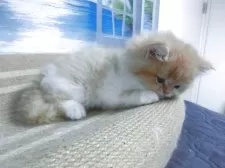 ミヌエット(長足)【福岡県・男の子・2025年9月2日・レッド&ホワイト】の写真7