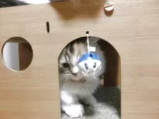 ミヌエット(短足)【福岡県・女の子・2025年8月22日・三毛】の写真8