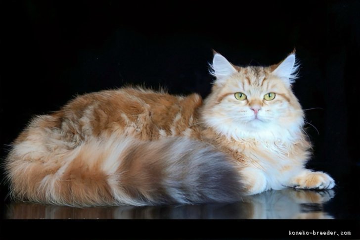 大東　香織(だいとう　かおり)ブリーダー(徳島県・サイベリアン・TICA/FIFe登録)の紹介写真6