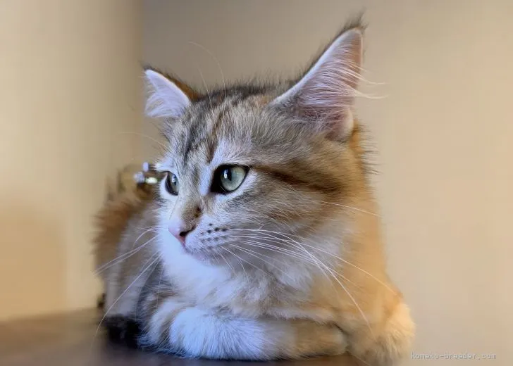 ソアラ 様のお迎えした子猫