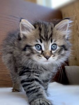 サイベリアン【徳島県・男の子・2021年4月13日・ブラック(ブラウン)スポテッドタビー（ふわもこトリプルコート）】の写真「モフモフの美猫♪」