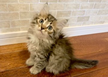 サイベリアン【徳島県・女の子・2019年11月6日・ブラウン(ブラック)マッカレルタビー（トリプルコート）】の写真「甘えん坊で可愛い顔の女の子♪」