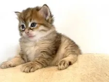 サイベリアン【徳島県・男の子・2021年4月13日・ブラックゴールデンシェーデッド】の写真2「５月１１日撮影」