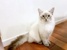 サイベリアン【徳島県・男の子・2018年12月2日・ブルーリンクスポイント】の写真4