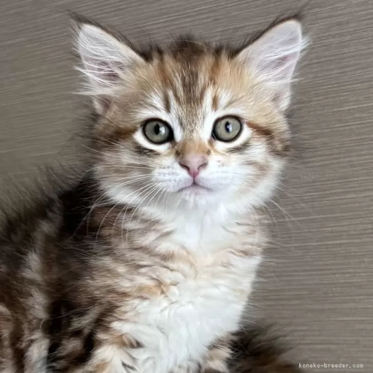 サイベリアン【徳島県・男の子・2025年9月1日・ブラックコリンゴールドクラシックタビー】の写真1