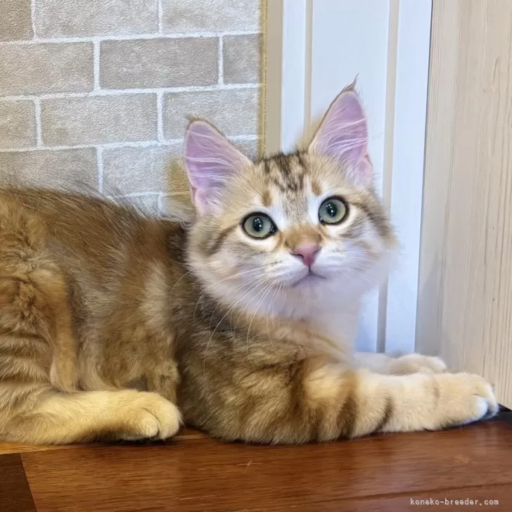 サイベリアン【徳島県・男の子・2025年9月1日・ブラックコリンゴールドクラシックタビー】の写真1