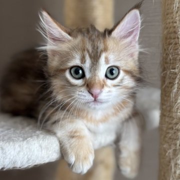 サイベリアン【徳島県・男の子・2025年9月1日・ブラックコリンゴールドクラシックタビー（トリプルコート）】の写真「甘えん坊のイケメン猫✨」