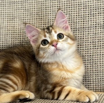 サイベリアン【徳島県・男の子・2025年9月1日・ブラックコリンゴールドクラシックタビー（トリプルコート）】の写真「人懐っこいイケメン猫✨」