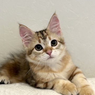 サイベリアン【徳島県・男の子・2025年9月1日・ブラックコリンゴールドクラシックタビー（トリプルコート）】の写真「人懐っこいイケメン猫✨」