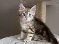 サイベリアン【徳島県・男の子・2025年9月1日・ブラックコリンゴールドクラシックタビー】の写真2