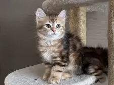 サイベリアン【徳島県・男の子・2025年9月1日・ブラックコリンゴールドクラシックタビー】の写真3