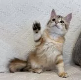 サイベリアン【徳島県・男の子・2025年9月1日・ブラックコリンゴールドクラシックタビー】の写真4