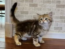 サイベリアン【徳島県・男の子・2025年9月1日・ブラックコリンゴールドクラシックタビー】の写真6