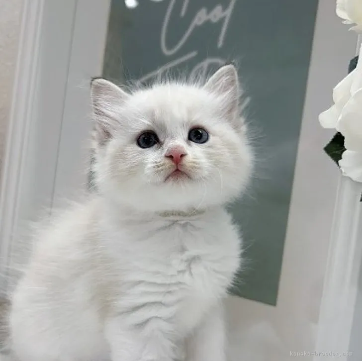 ID:2309-01033の子猫