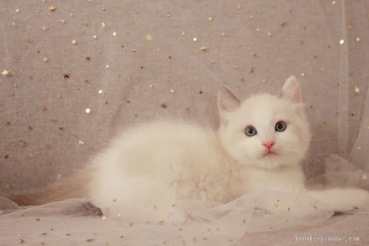 ID:2106-01621の子猫