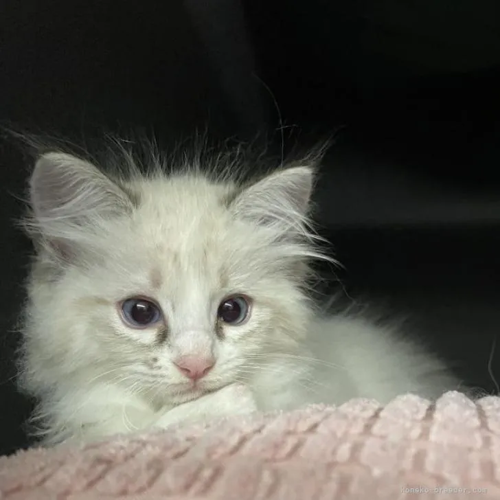 ID:2206-03094の子猫