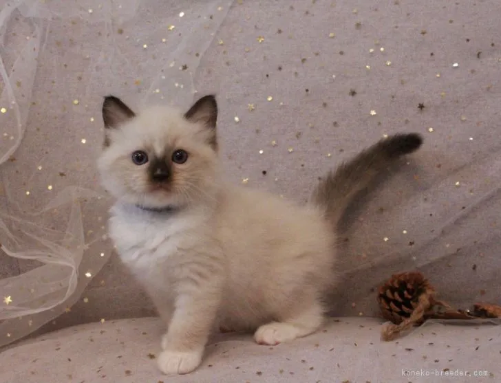 ID:2106-00595の子猫