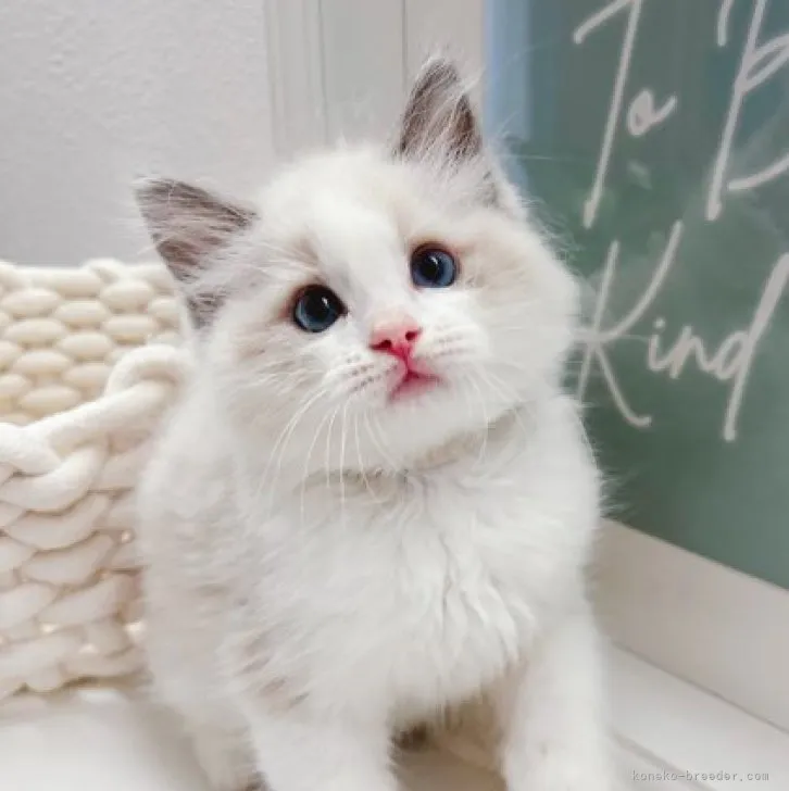 ID:2306-02212の子猫