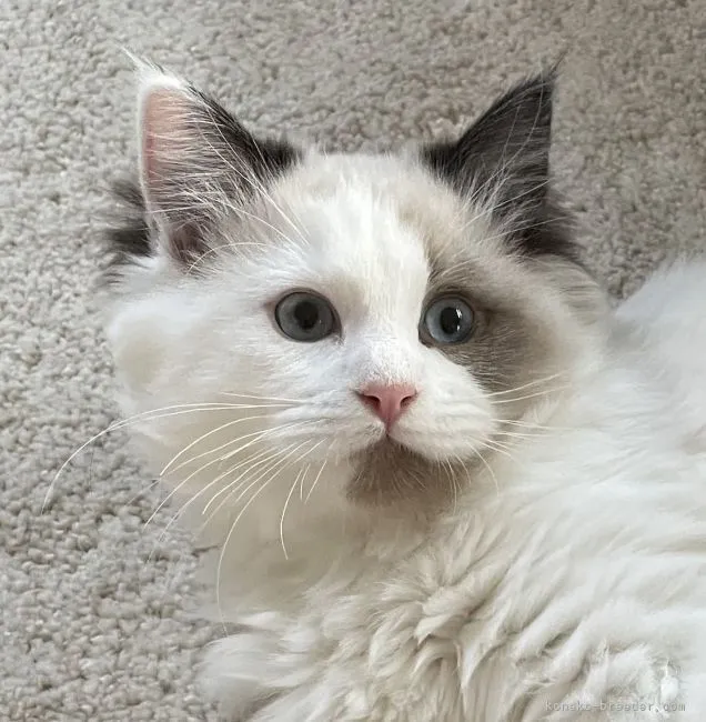 ID：2205-00166の子猫