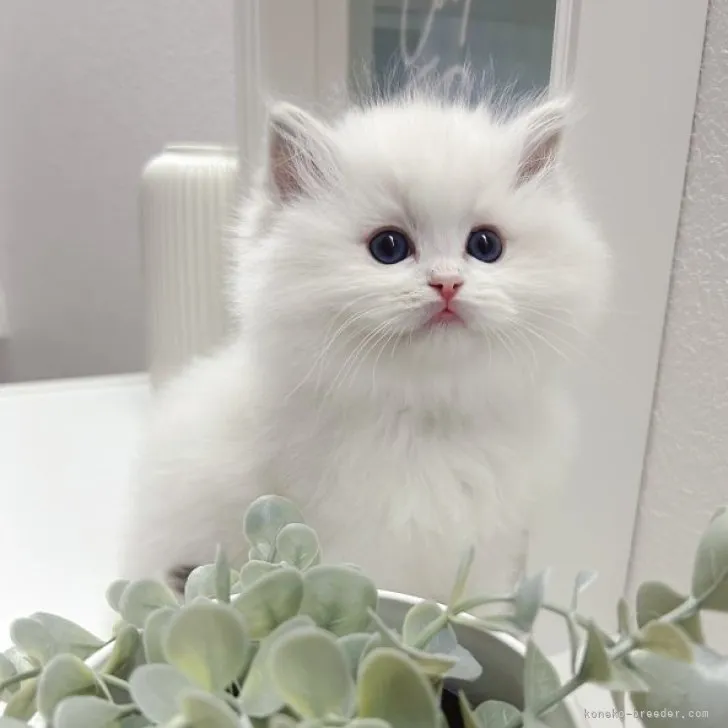 ID：2304-01137の子猫