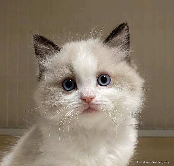 ID:2112-01384の子猫