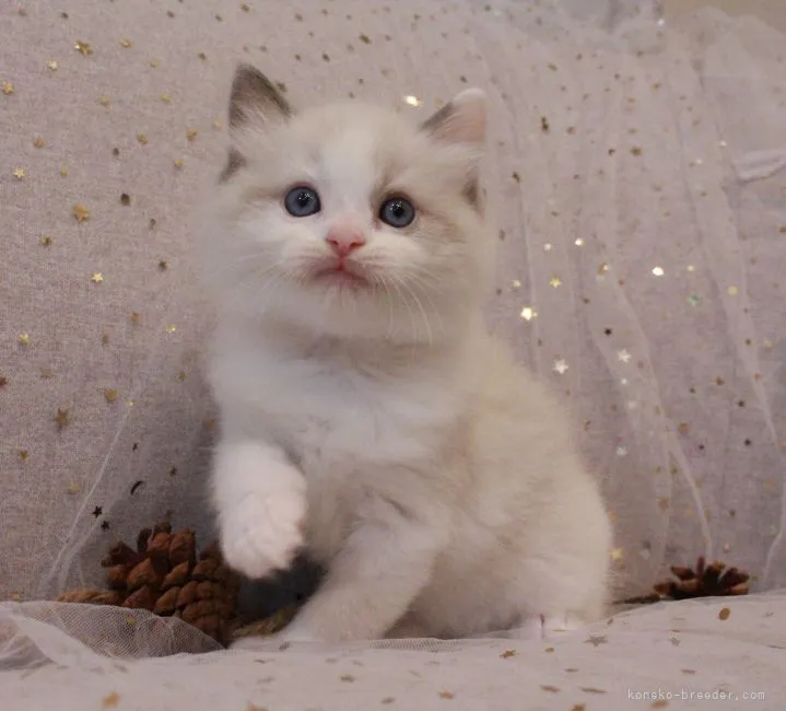 ID:2106-00693の子猫