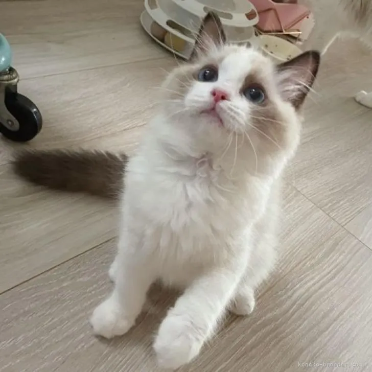 ID:2208-00355の子猫