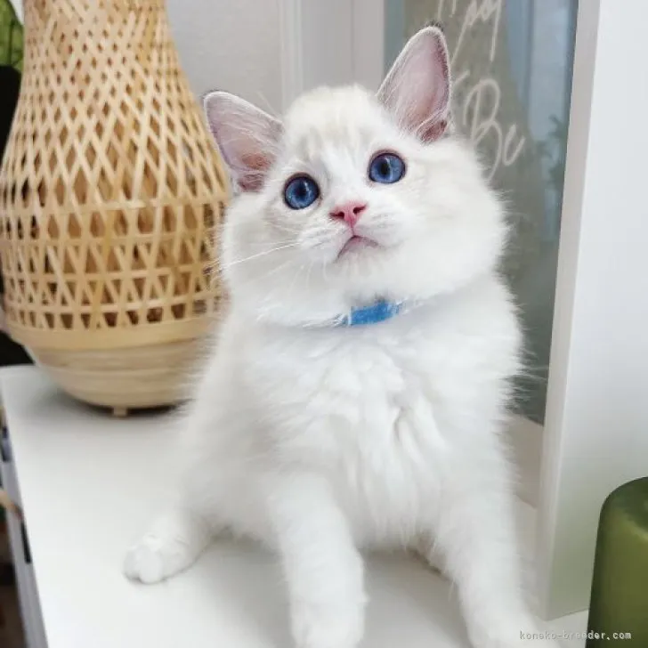 ID:2306-01515の子猫