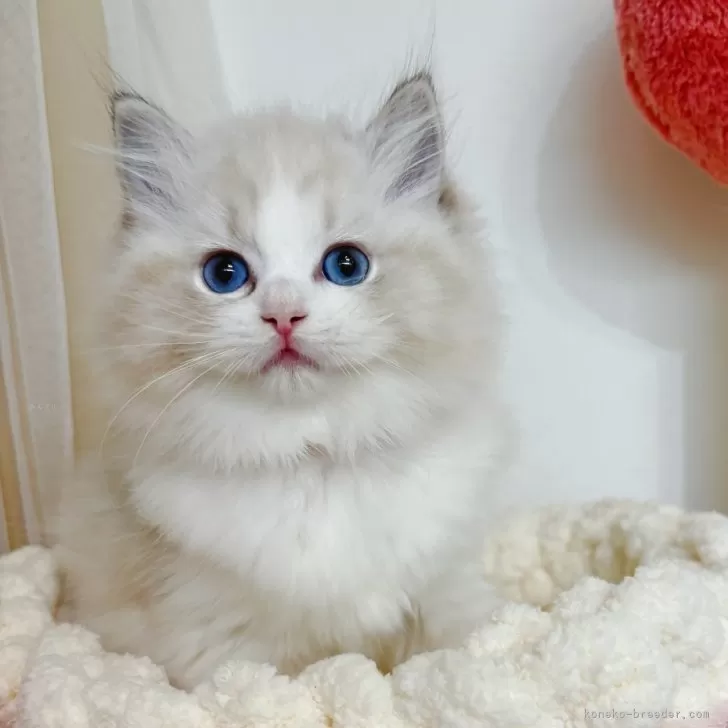 ID:2412-00408の子猫