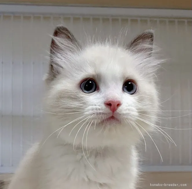 ID:2111-01812の子猫