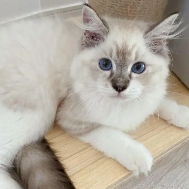 ID：2208-00827の子猫