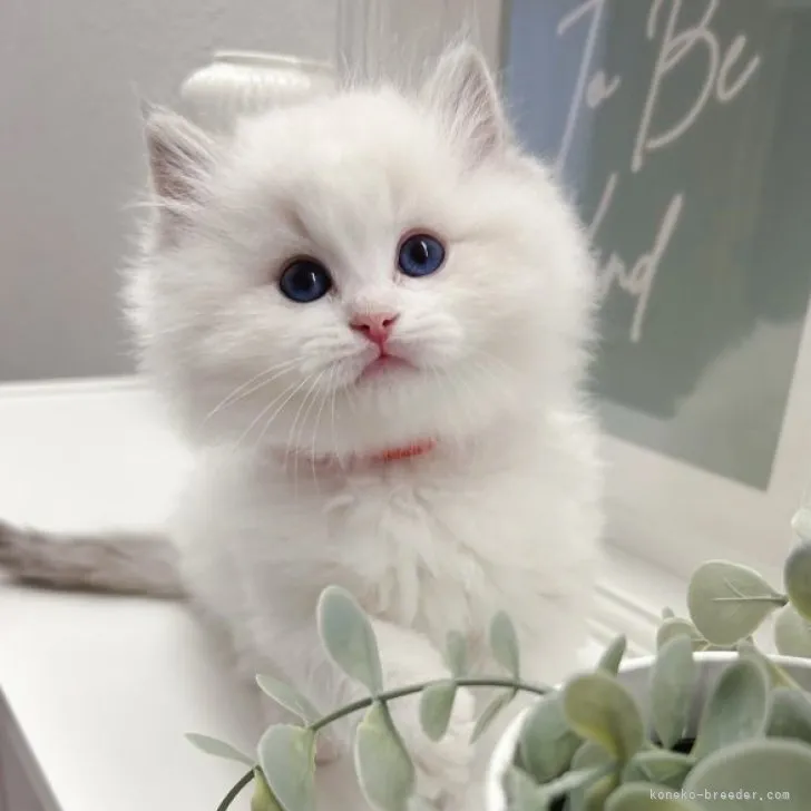 ID:2304-01138の子猫