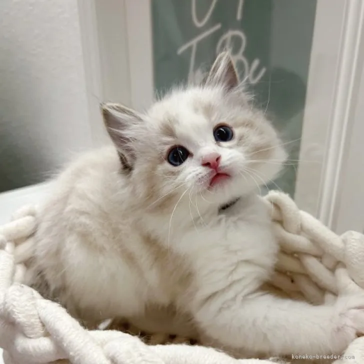 ID:2305-01637の子猫