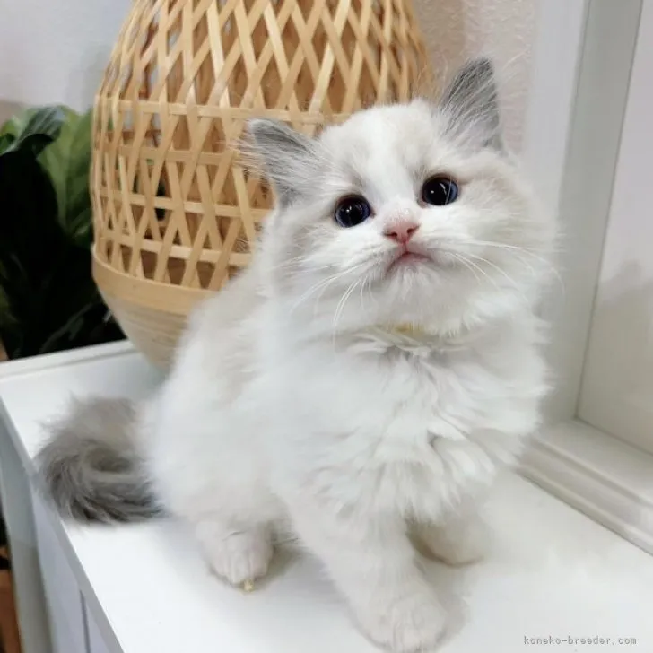 ID:2310-02812の子猫