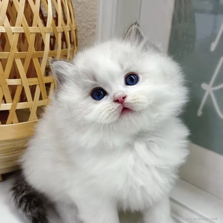 のん 様のお迎えした子猫