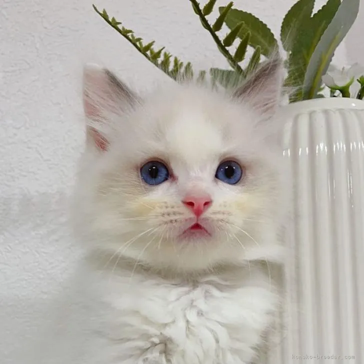 ID:2209-01884の子猫